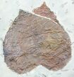 Three Fossil Leaves (Zizyphoides & Dicotylophyllum) #55143-2